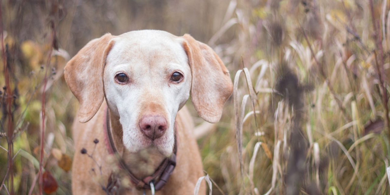 Sacramento In-Home Pet Euthanasia