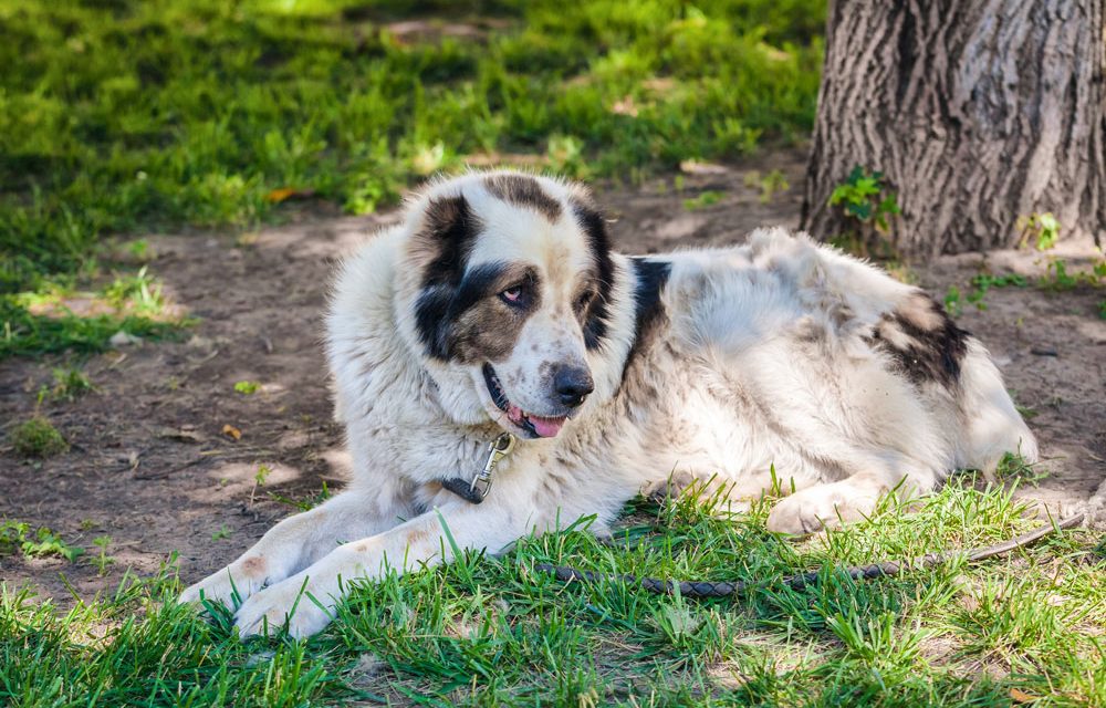 In-Home Pet Euthanasia In Sacramento