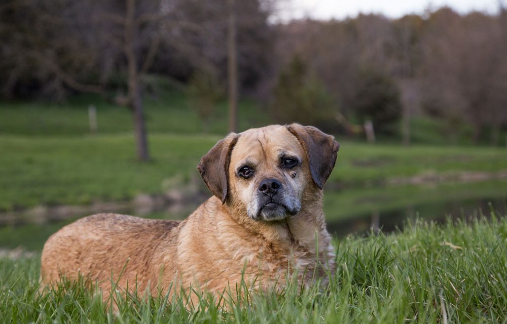 In-Home Pet Euthanasia In Elk Grove