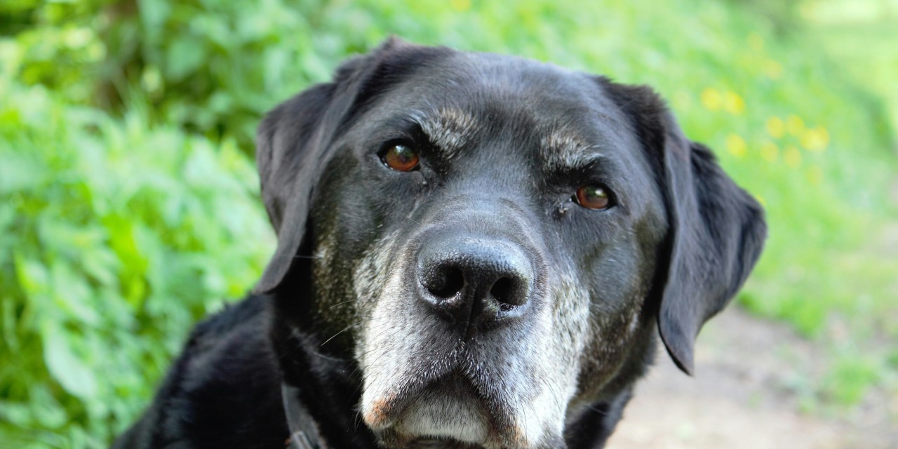 Preparing for your pet&rsquo;s in-home euthanasia appointment