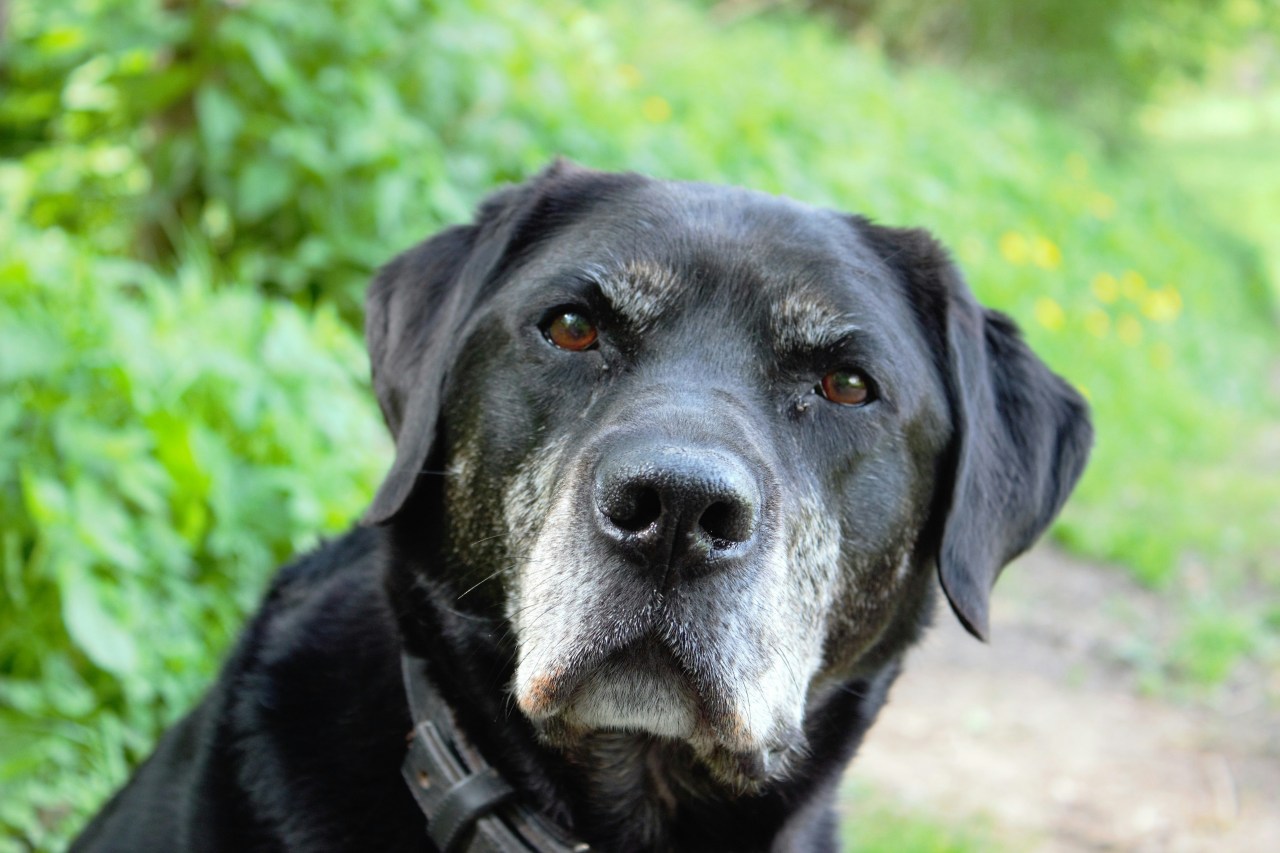 Black Labrador Retriever with a gentle expression, surrounded by green foliage, representing the emotional connection between pets and their owners during in-home euthanasia appointments.