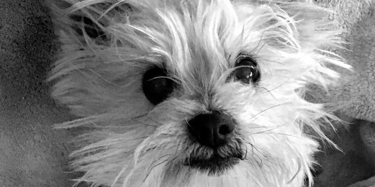 Close-up of a small, fluffy dog with tousled fur and expressive eyes, symbolizing the compassionate care provided by Sacramento Valley Veterinary Services for pets at the end of their lives.